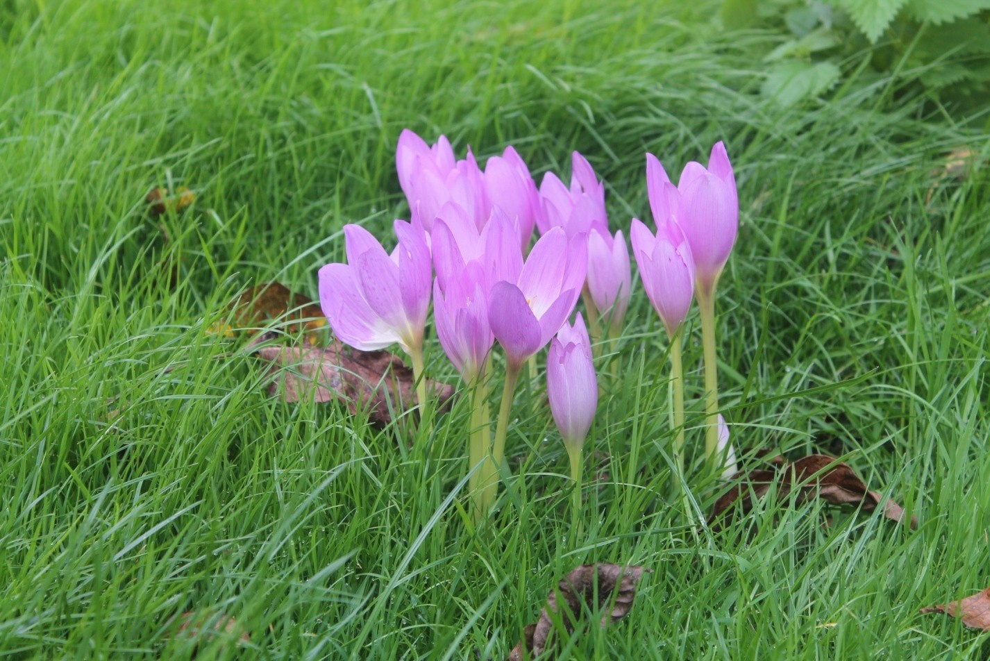 Безвременник великолепный Безвременник великолепный
