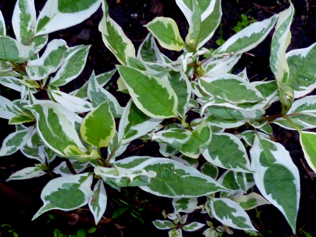 Дерен белый