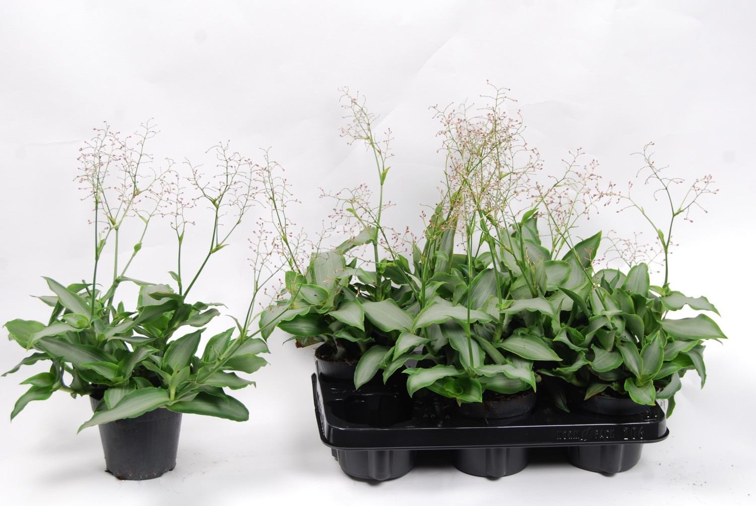 Барнадезия