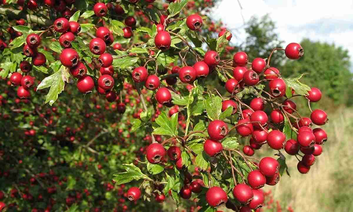 Боярышник петушья шпора