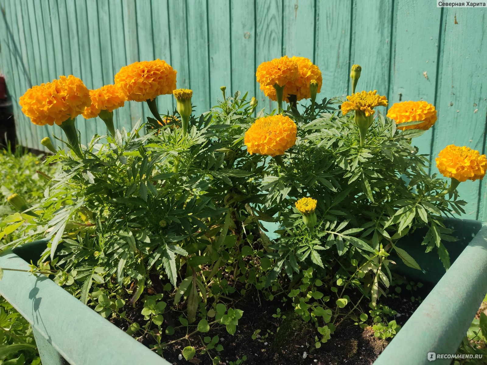 Бархатцы прямостоячие Бархатцы прямостоячие