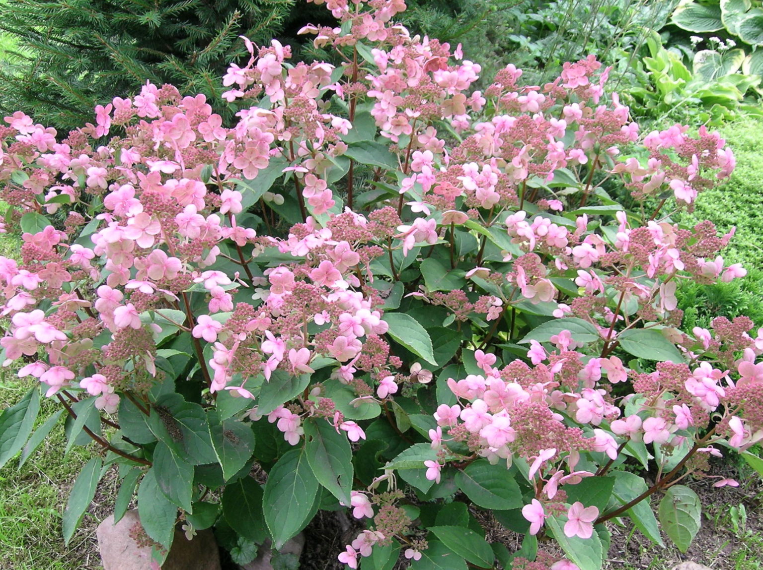 Гортензия метельчатая Гортензия метельчатая