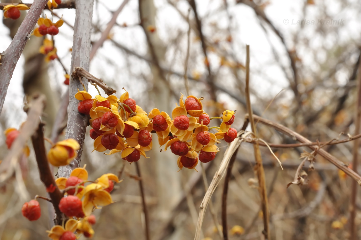 Древогубец розовый