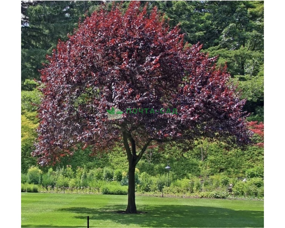 Черемуха сьори