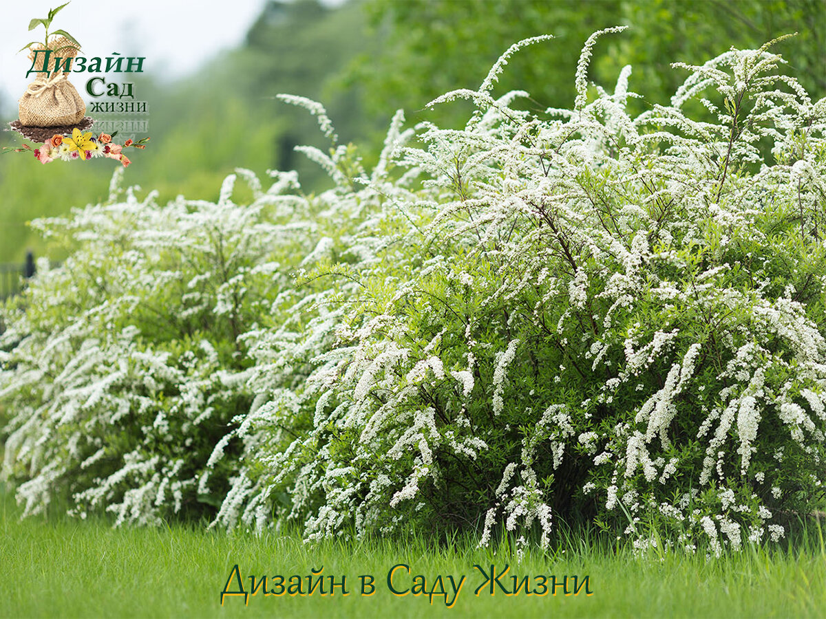 Спирея Спирея