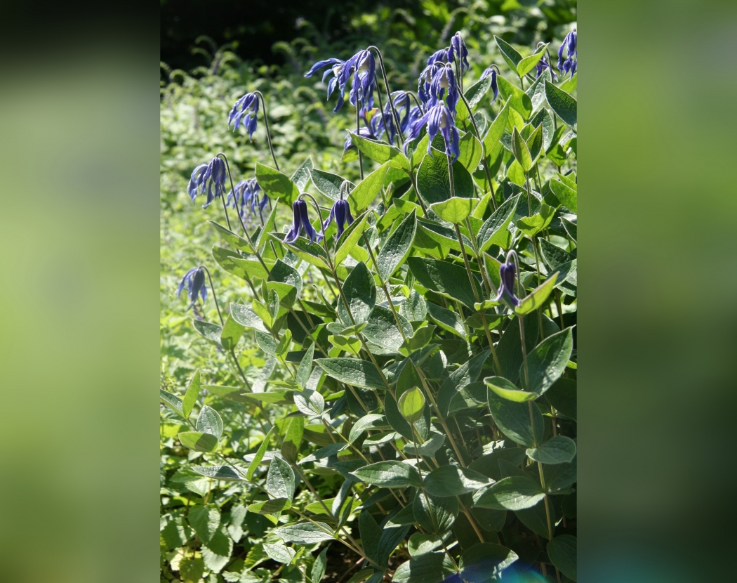 Ломонос сизый