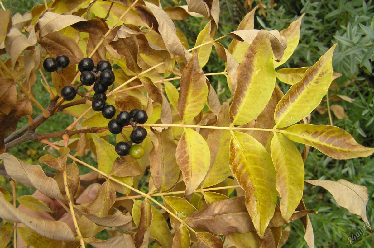 Бархат (растение)