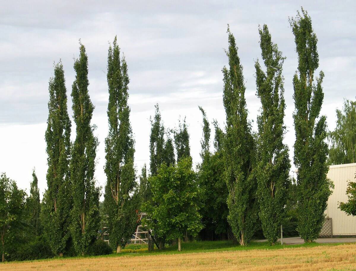 Тополь берлинский