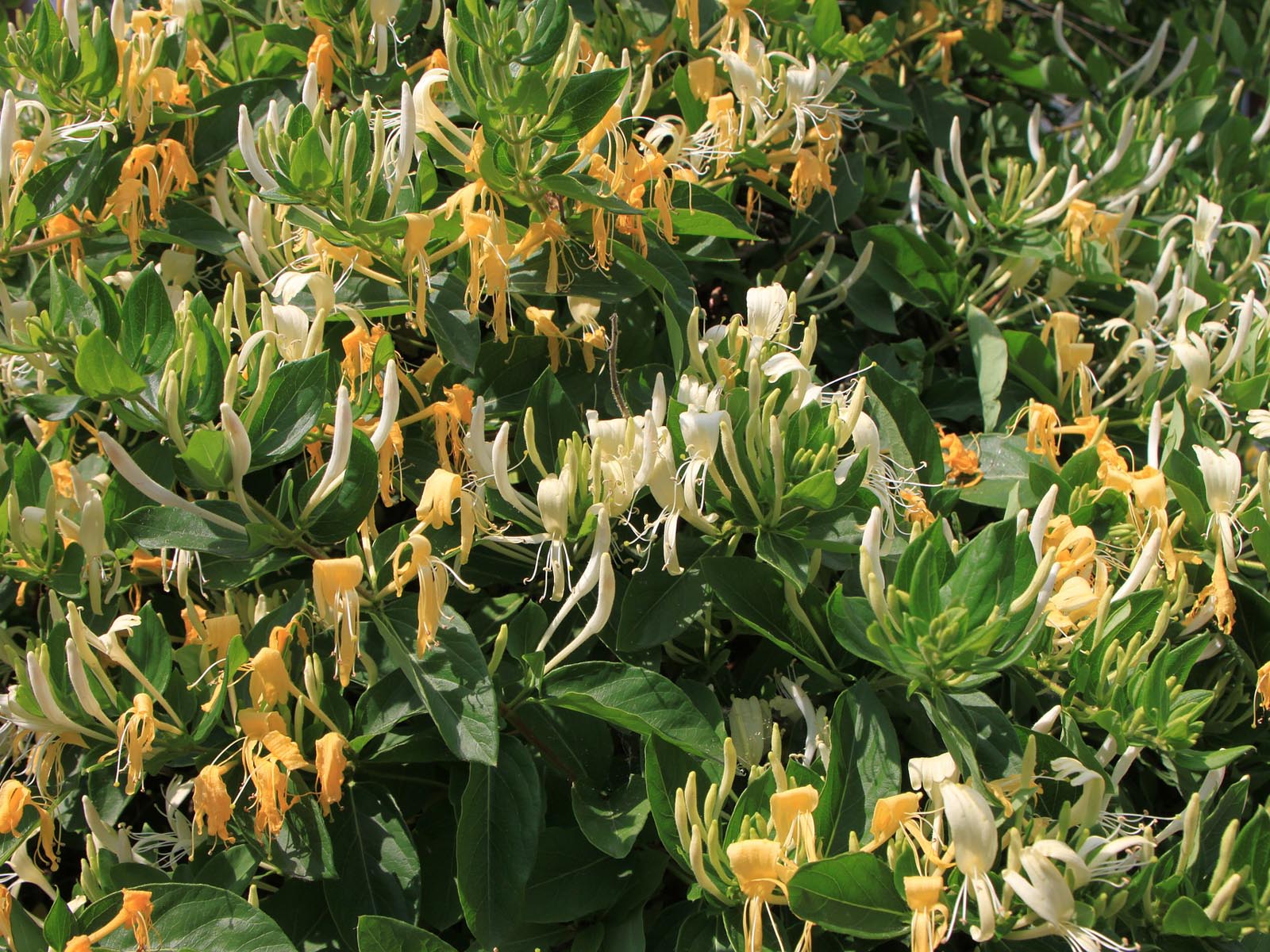 Жимолость золотистая