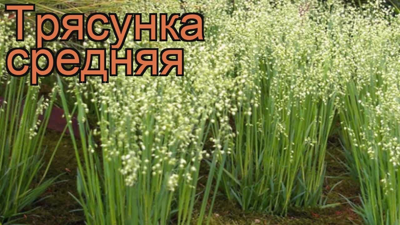 Трясунка