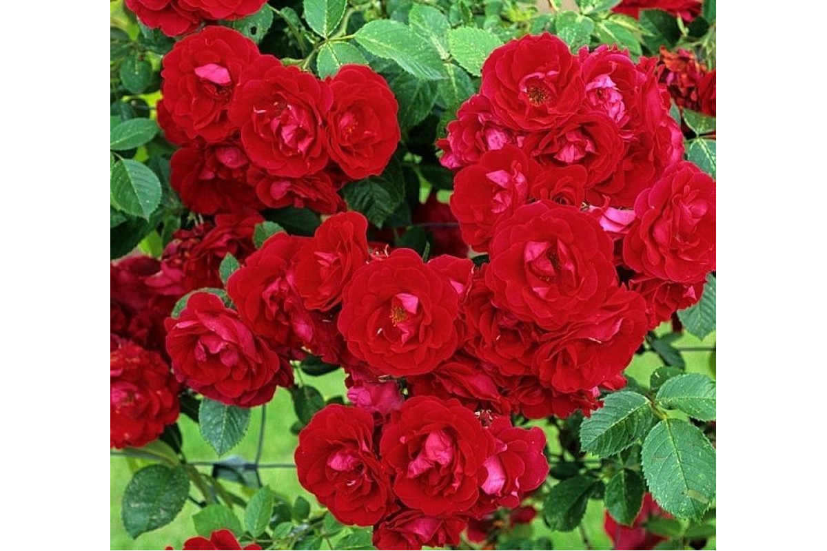 Роза плетистая Роза плетистая