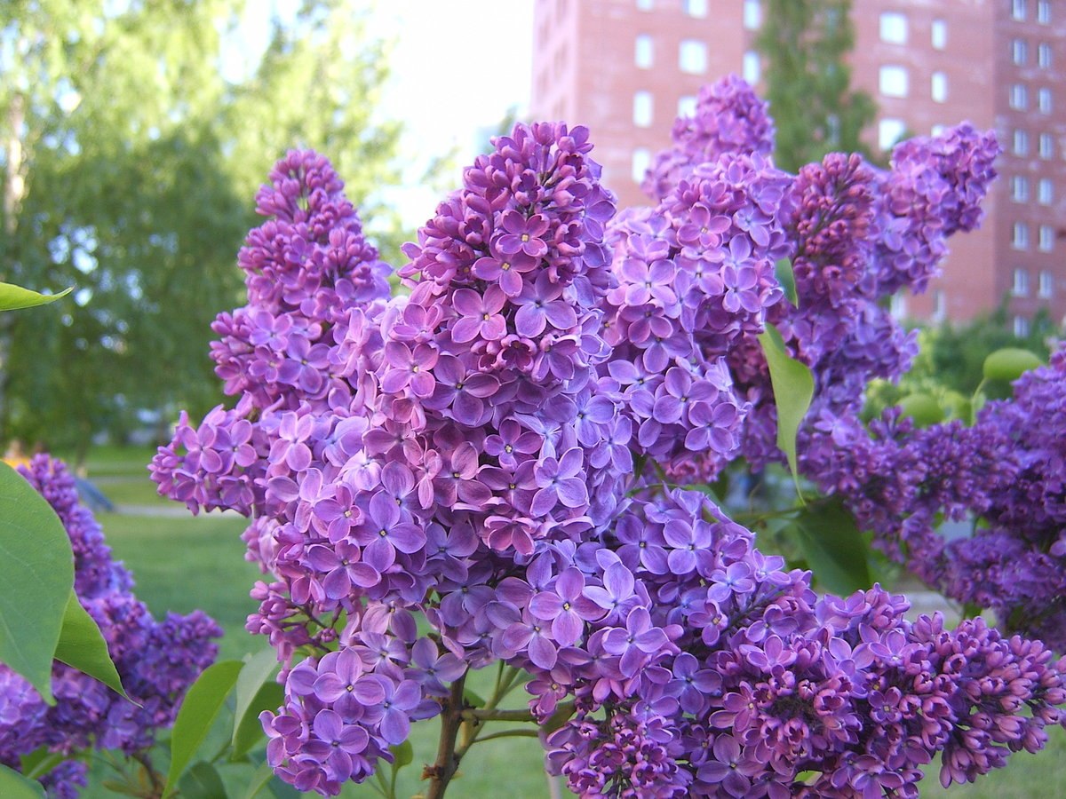 Сирень персидская