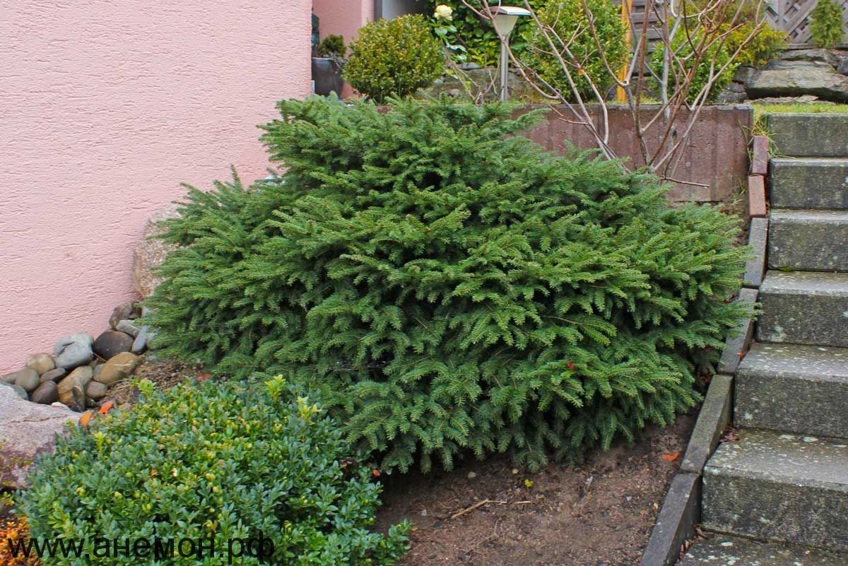 Ель обыкновенная