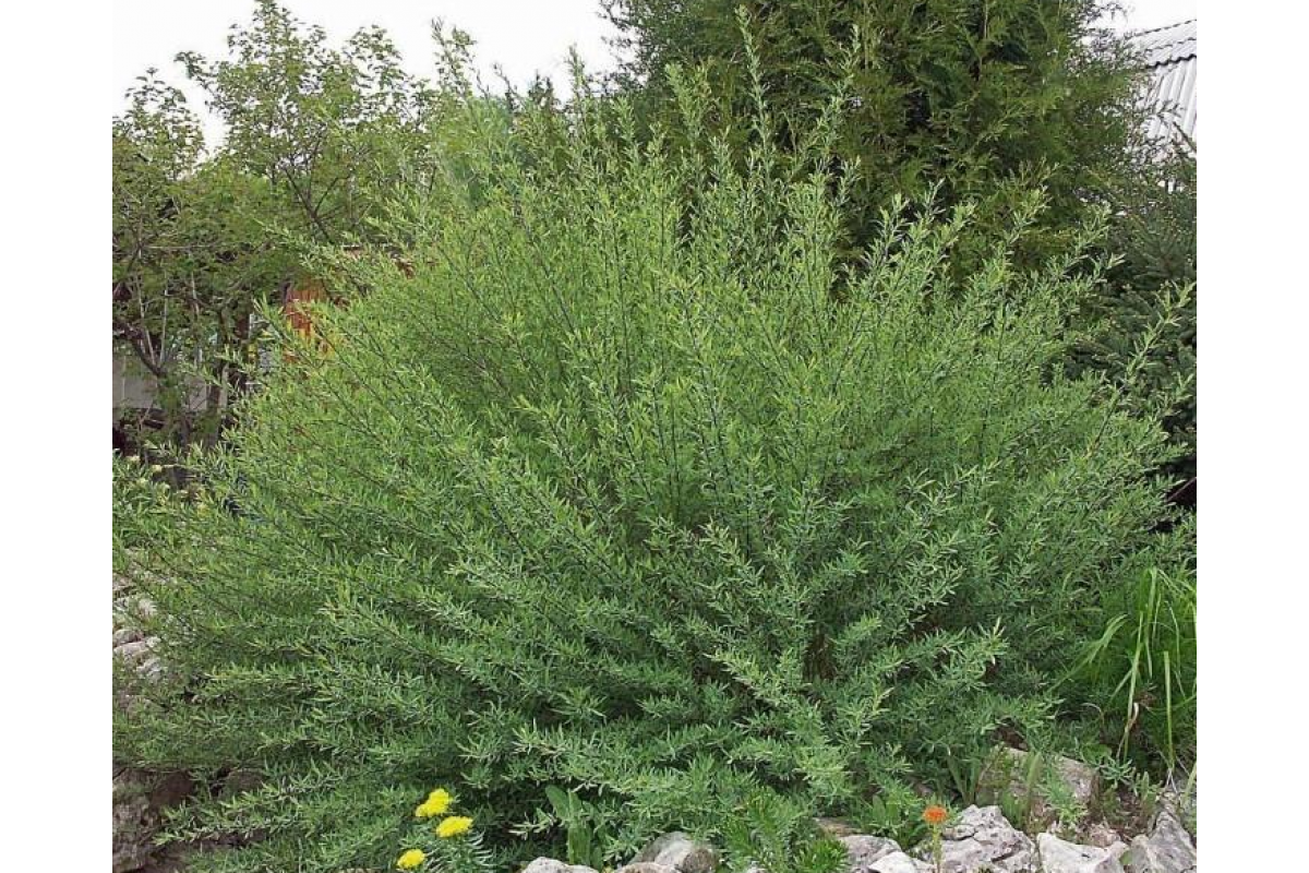 Ива пурпурная Ива пурпурная