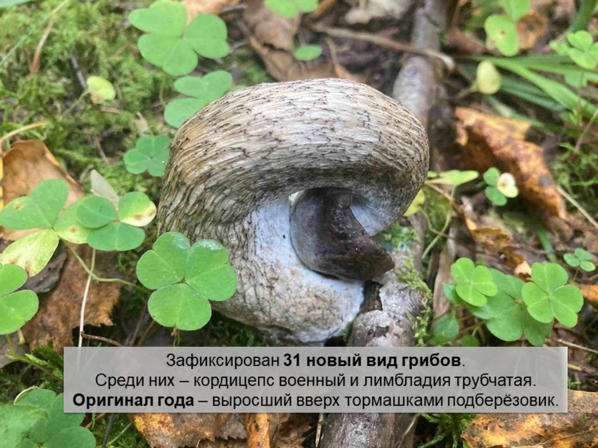 Пихта сибирская