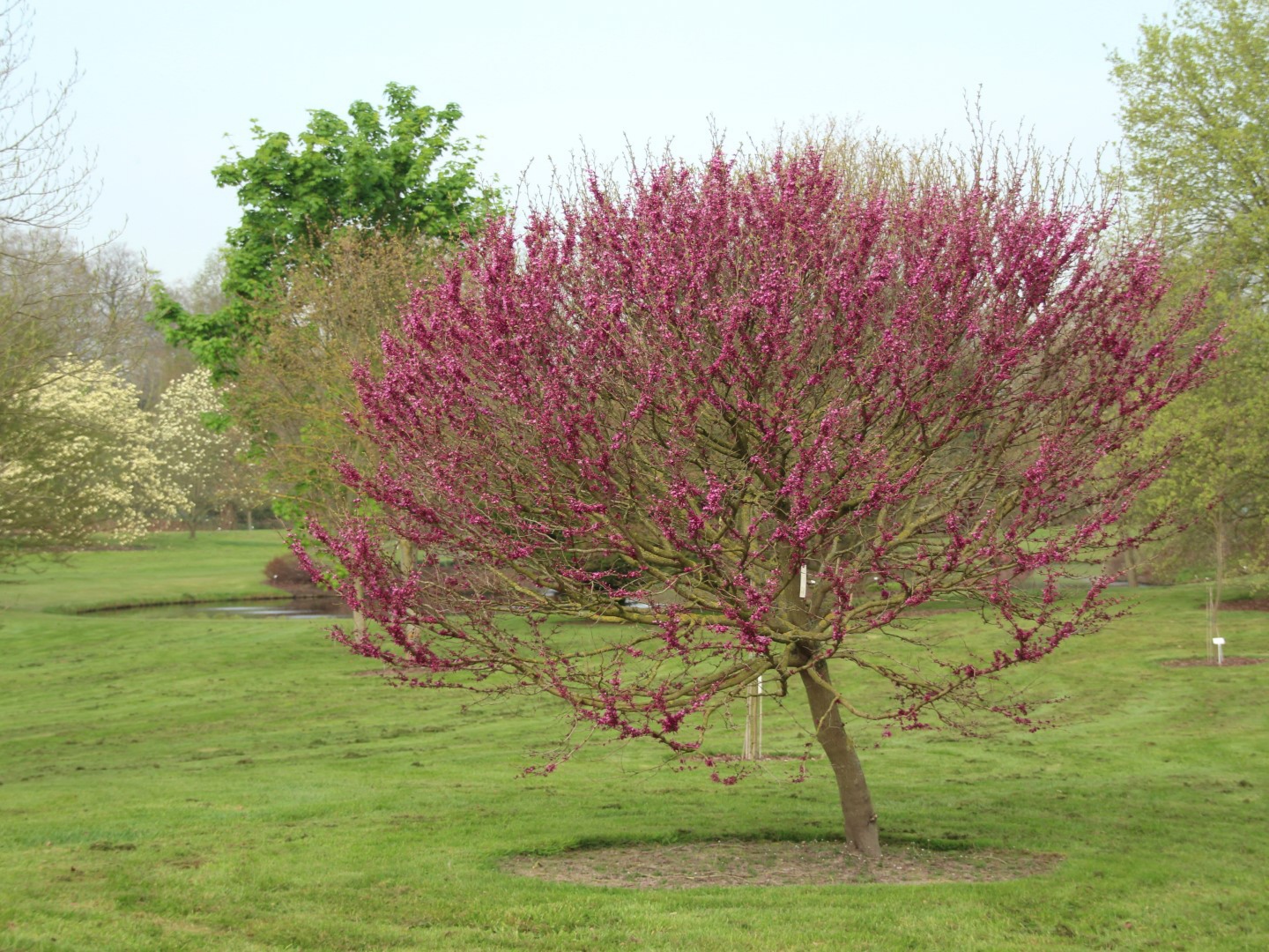 Багрянник китайский