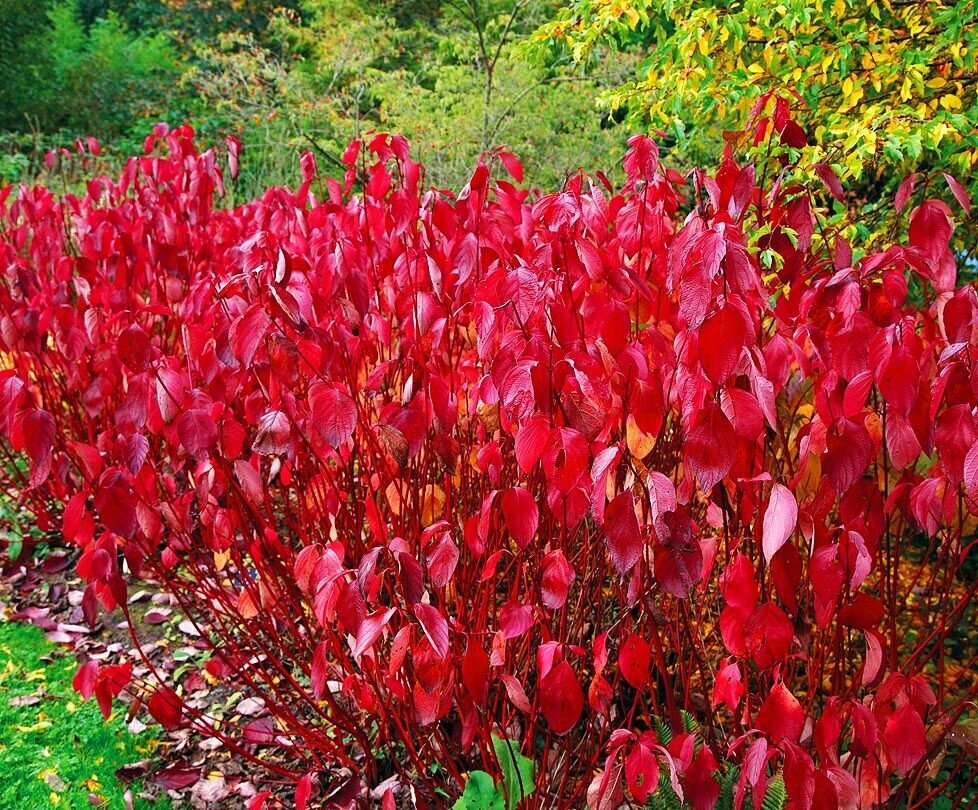 Дерен кроваво-красный Дерен кроваво-красный