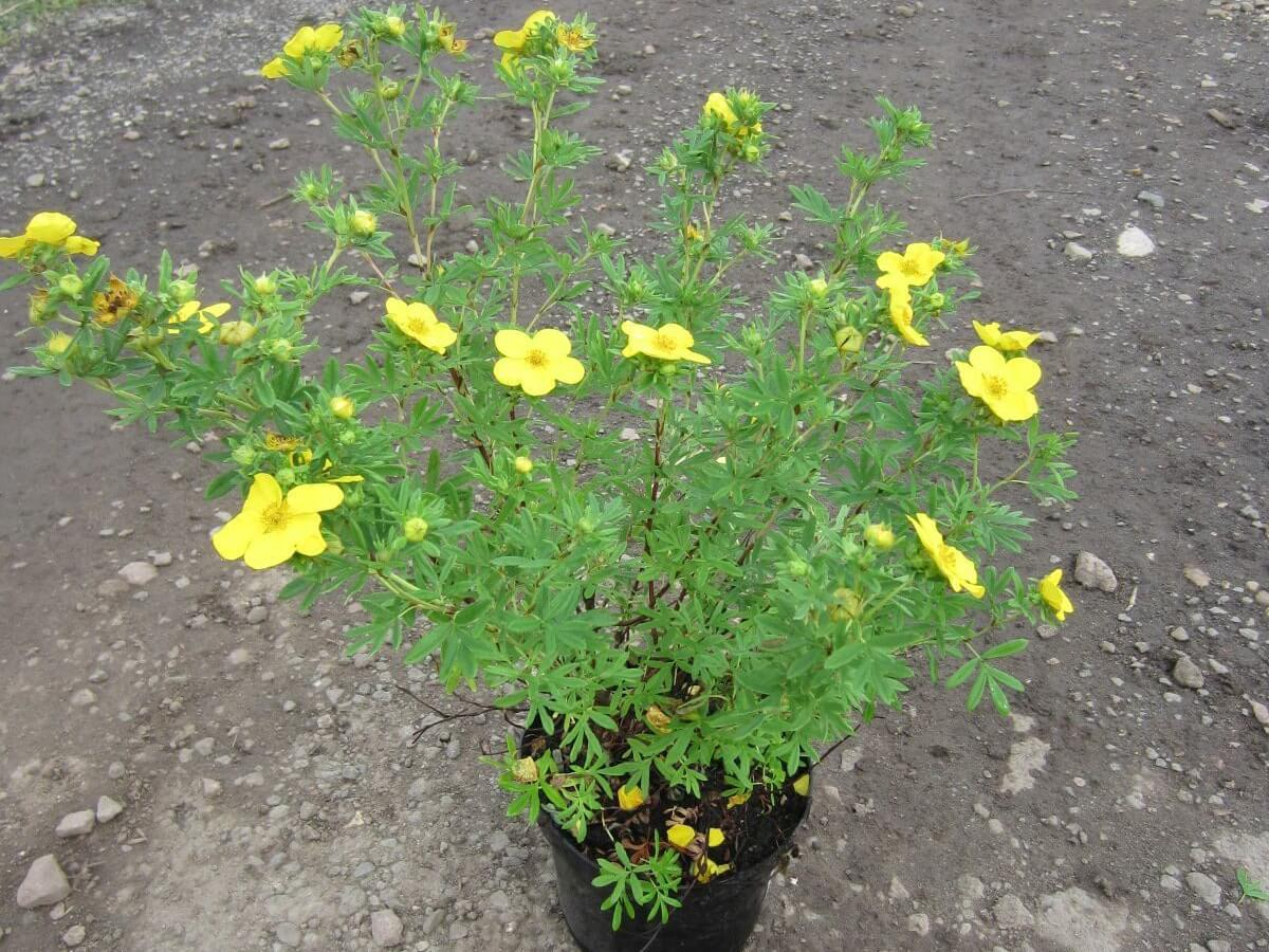 Лапчатка золотистая