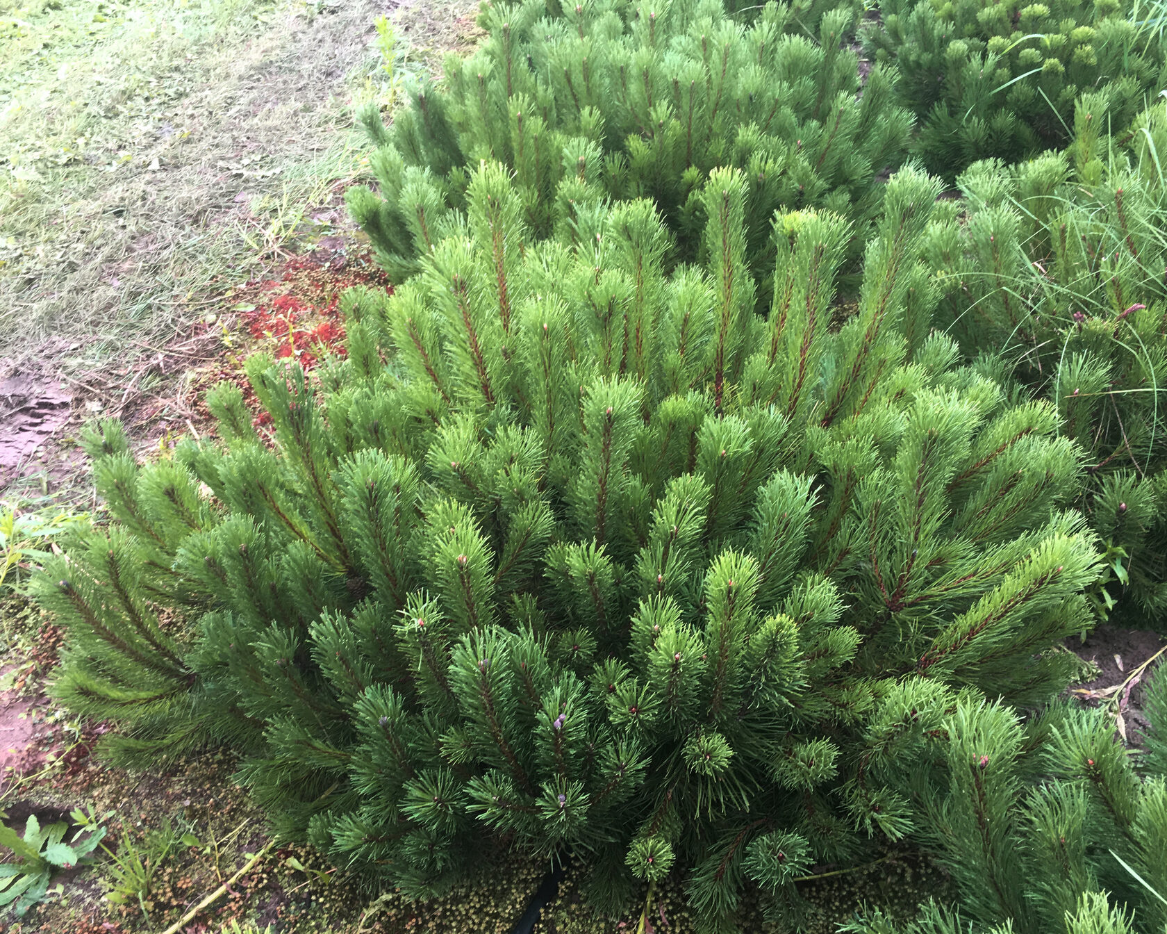 Сосна горная