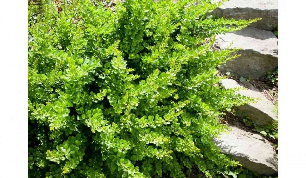 Виноград Тунберга