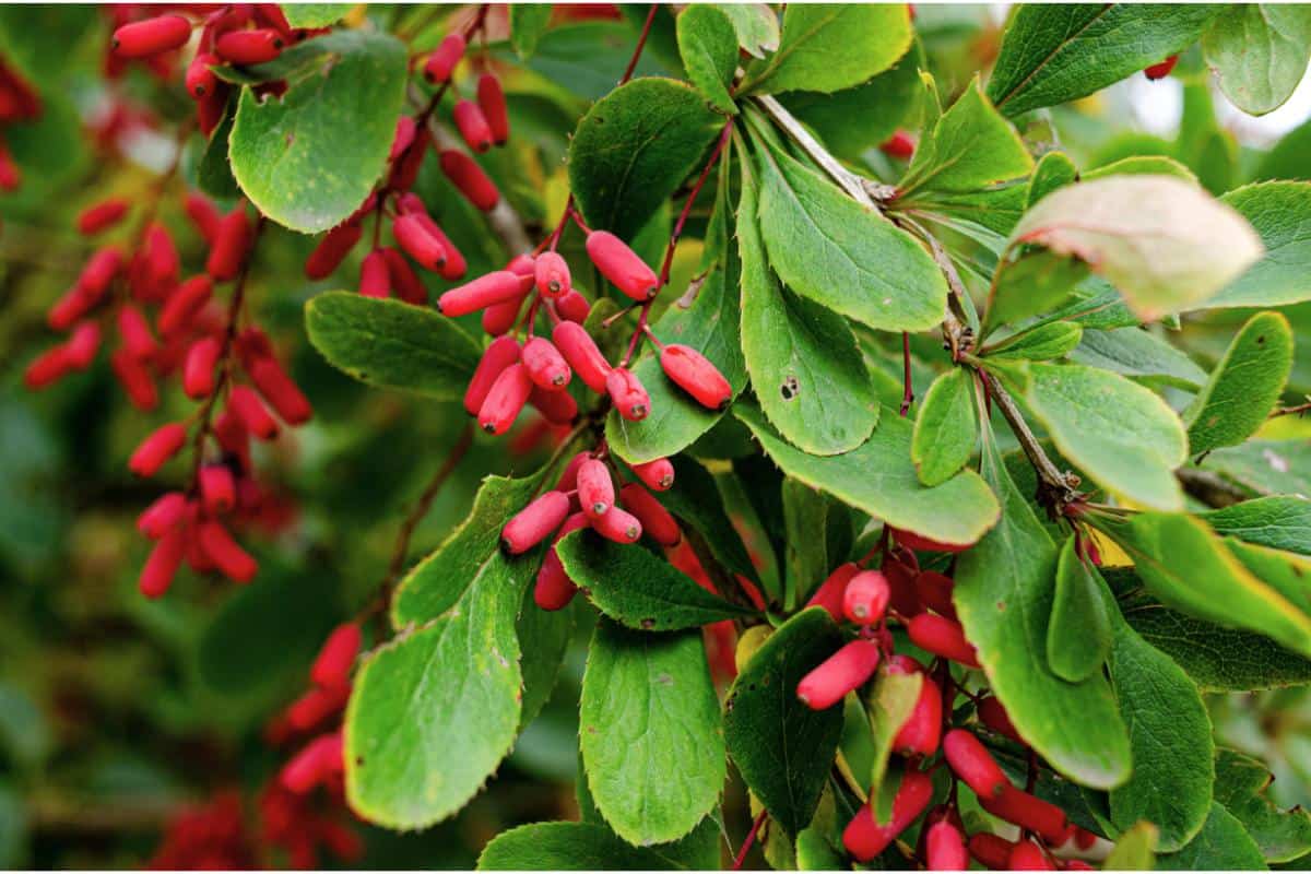 Барбарис Дарвина