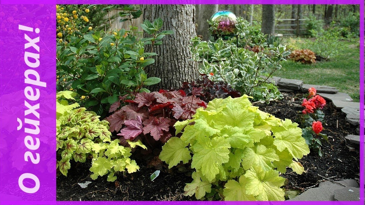 Гейхерелла