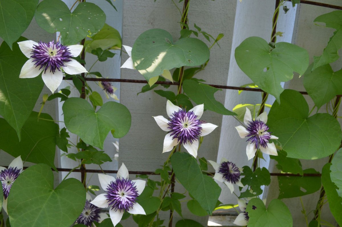 Клематис Флорида