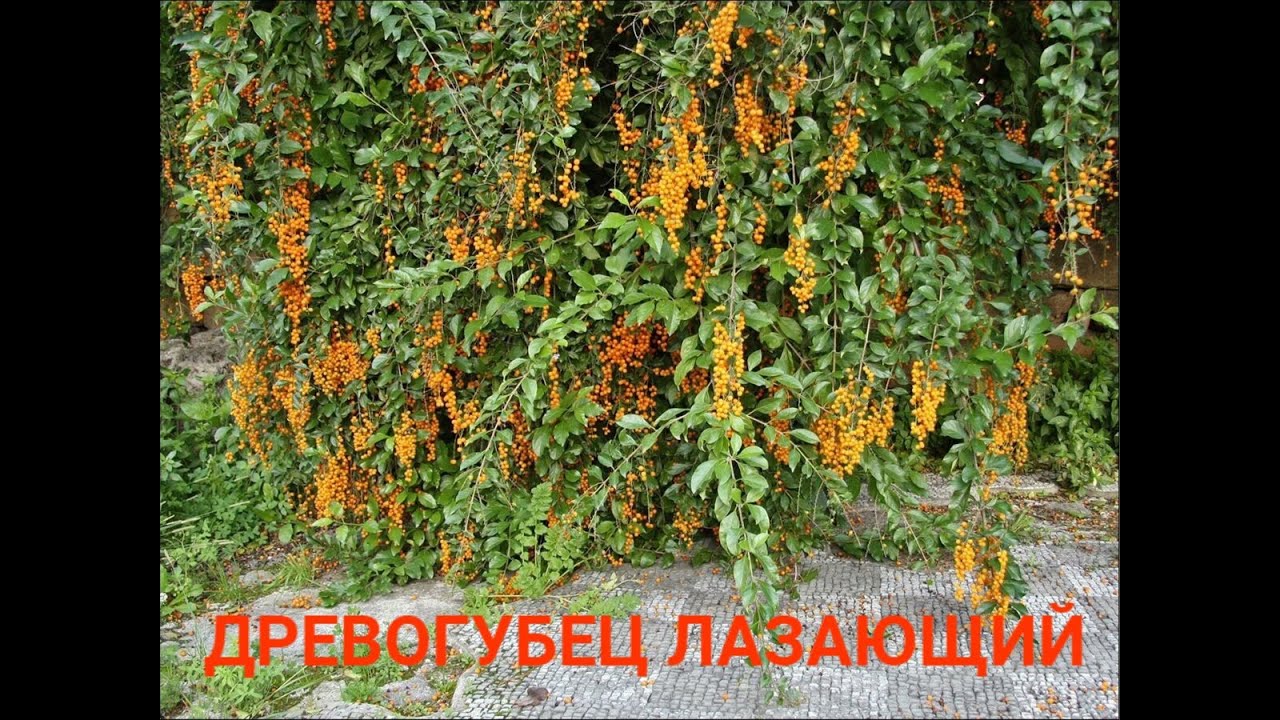 Древогубец угловатый Древогубец угловатый