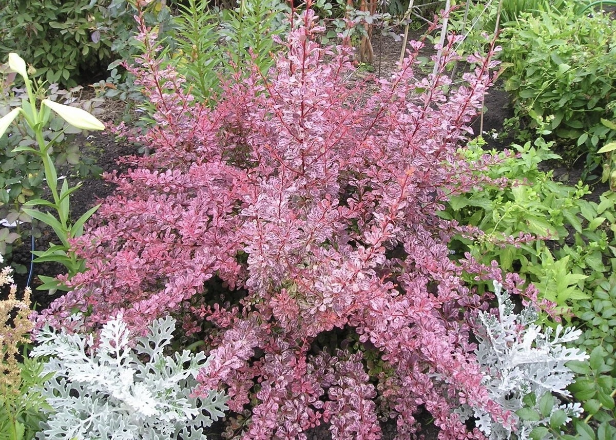 Барбарис сетчатолистный