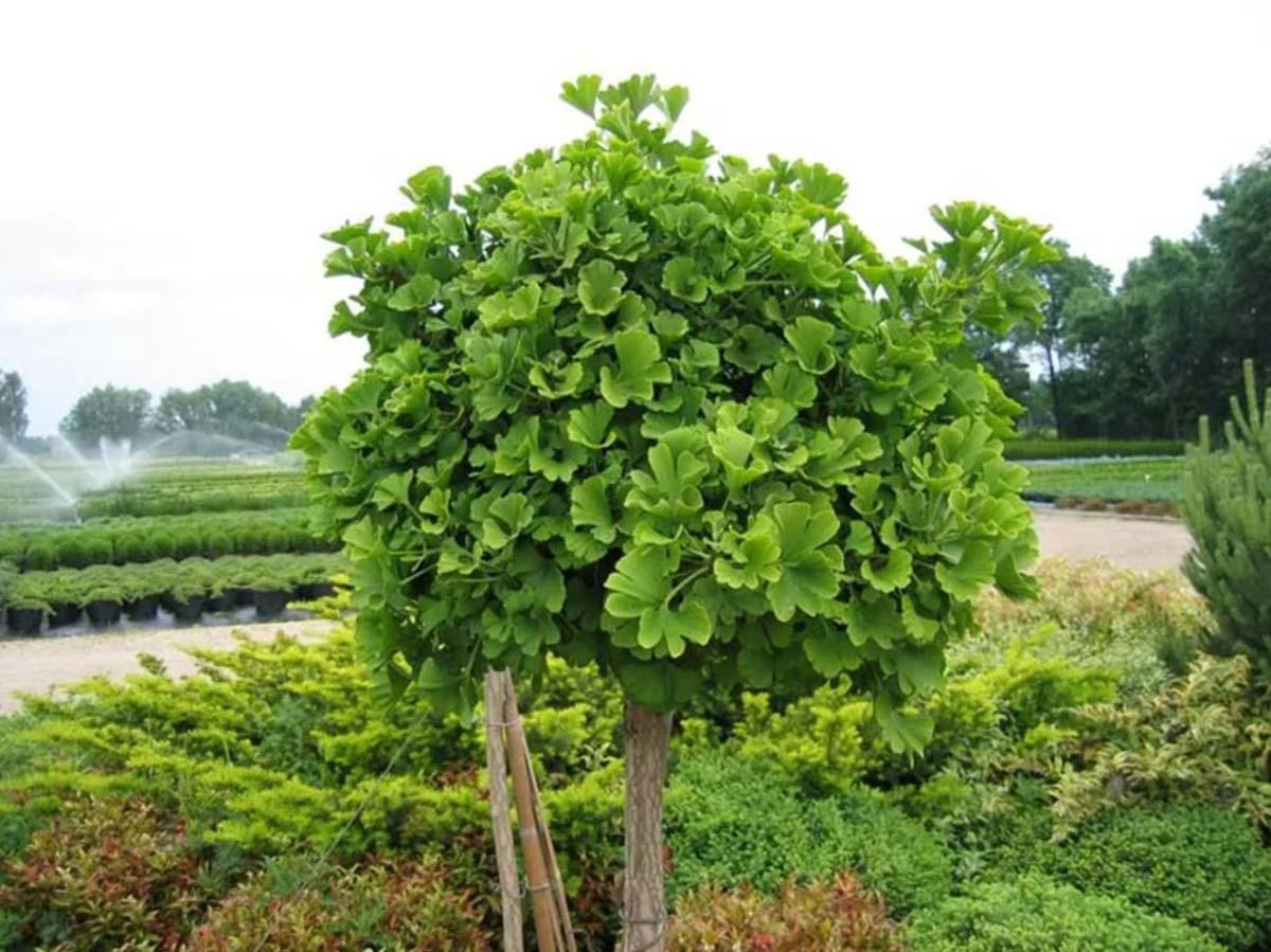 Гинкго двулопастный