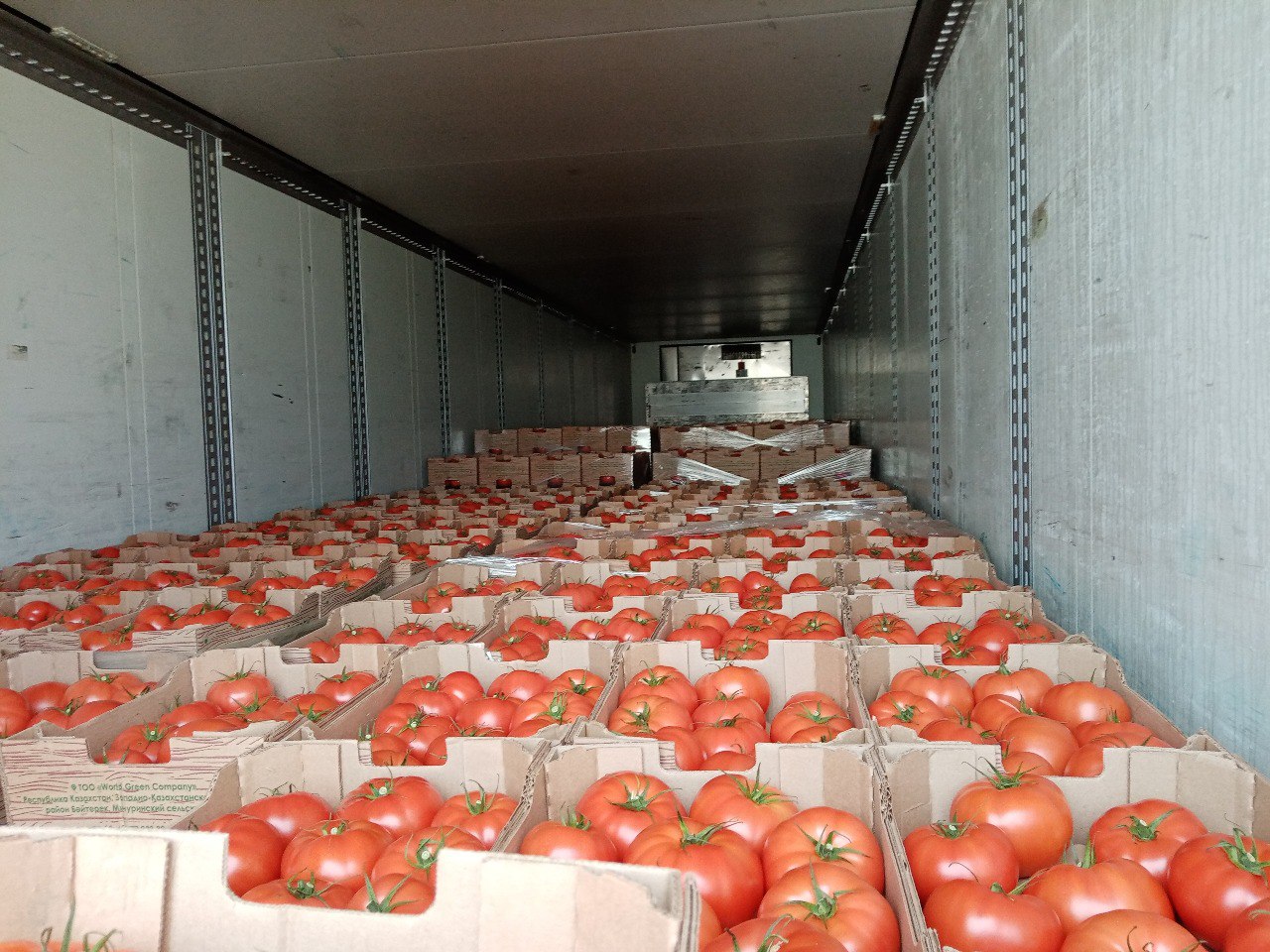 Багрянник китайский