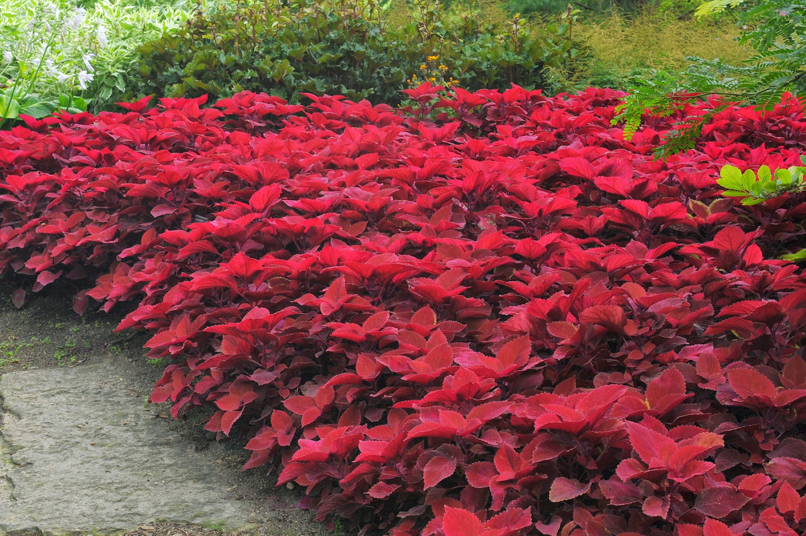 Багряниковые Багряниковые