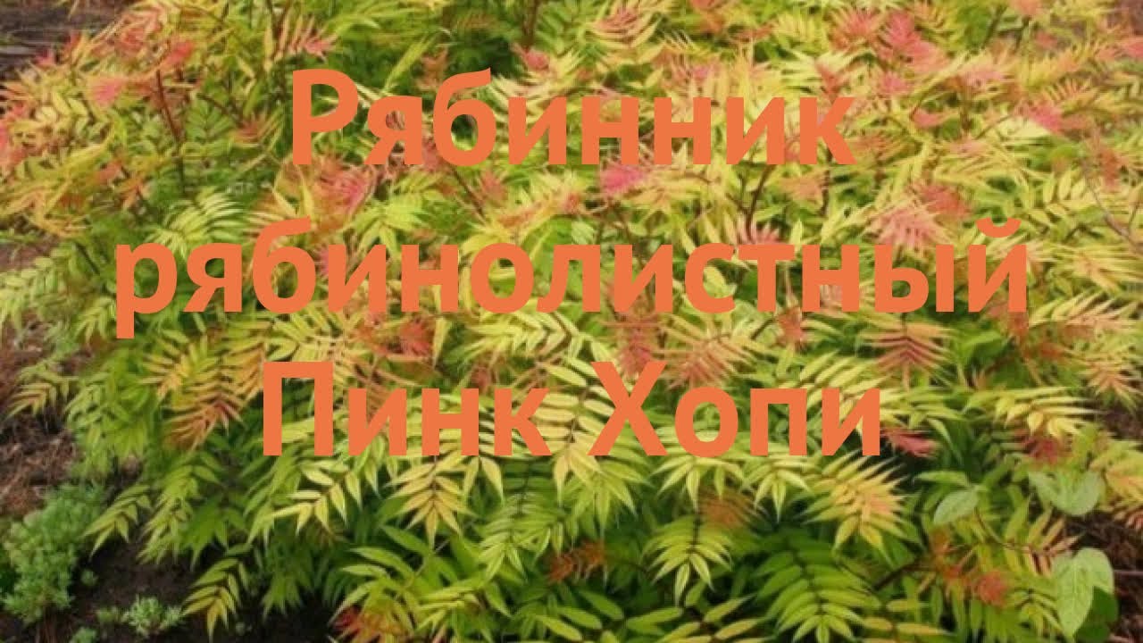 Багряниковые Багряниковые