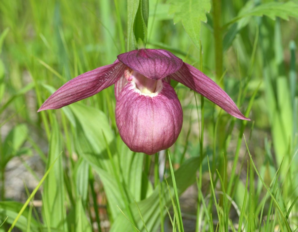 Башмачок крупноцветковый