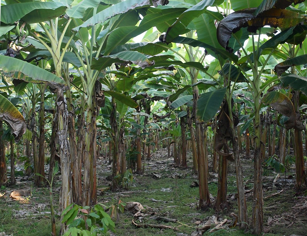 Банан райский Банан райский