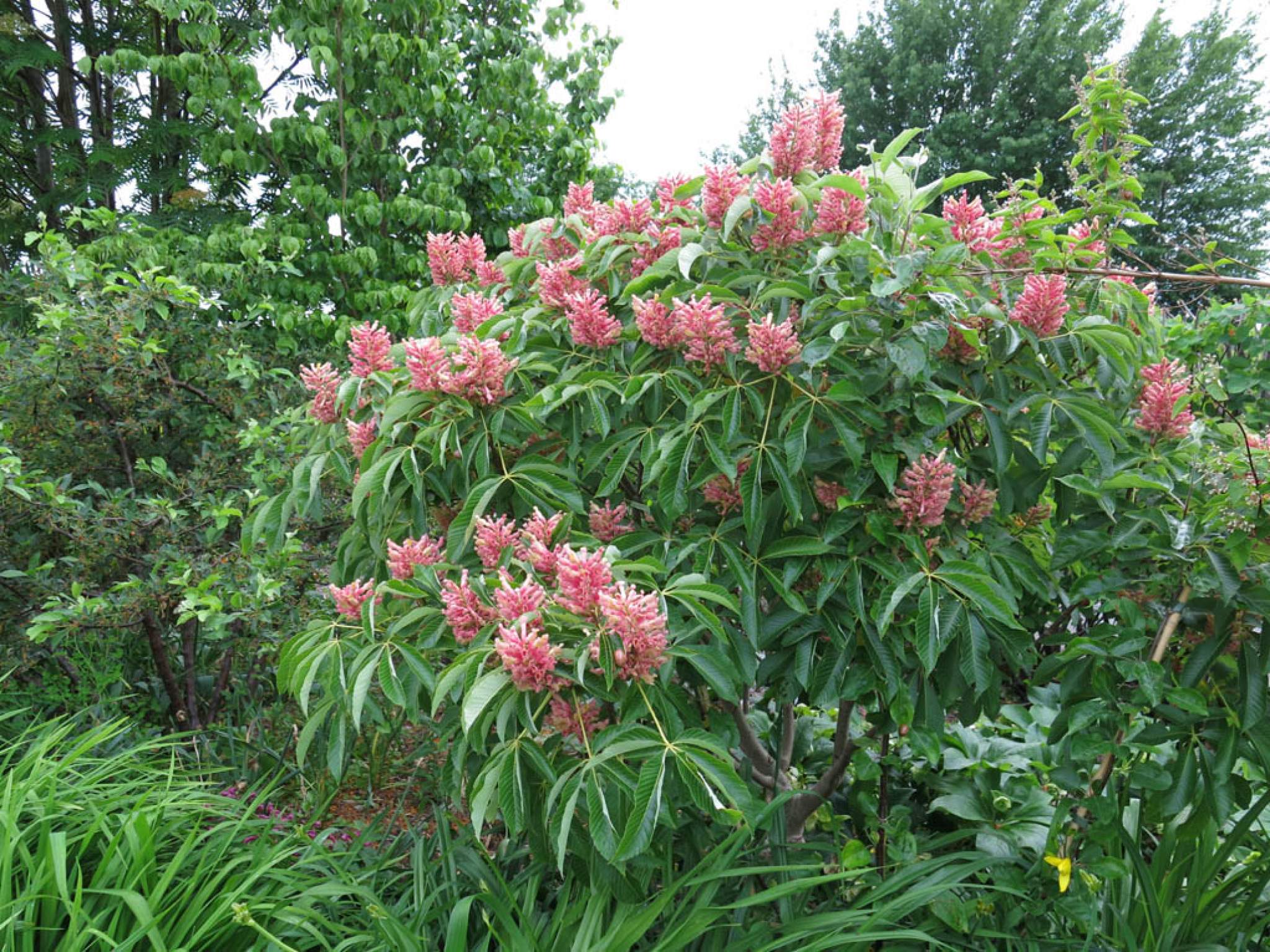 Каштан низкорослый