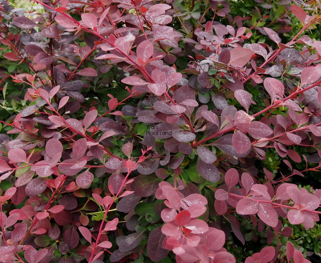 Барбарис оттавский Барбарис оттавский