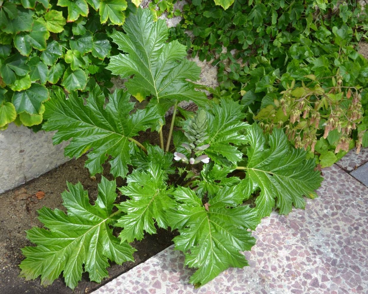 Аканта Аканта