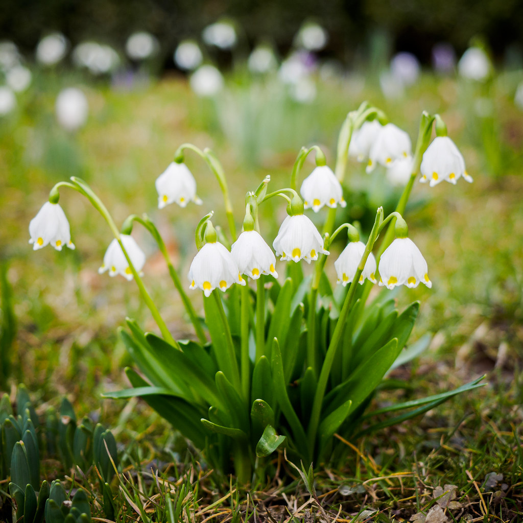 Белоцветник