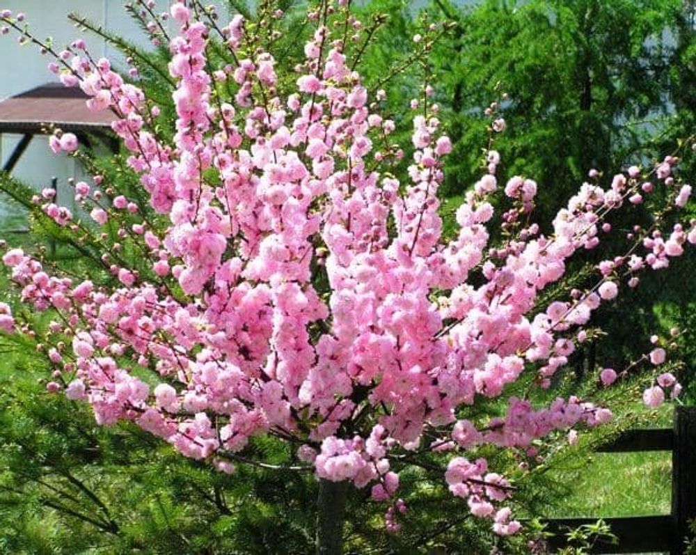 Миндаль обыкновенный Миндаль обыкновенный