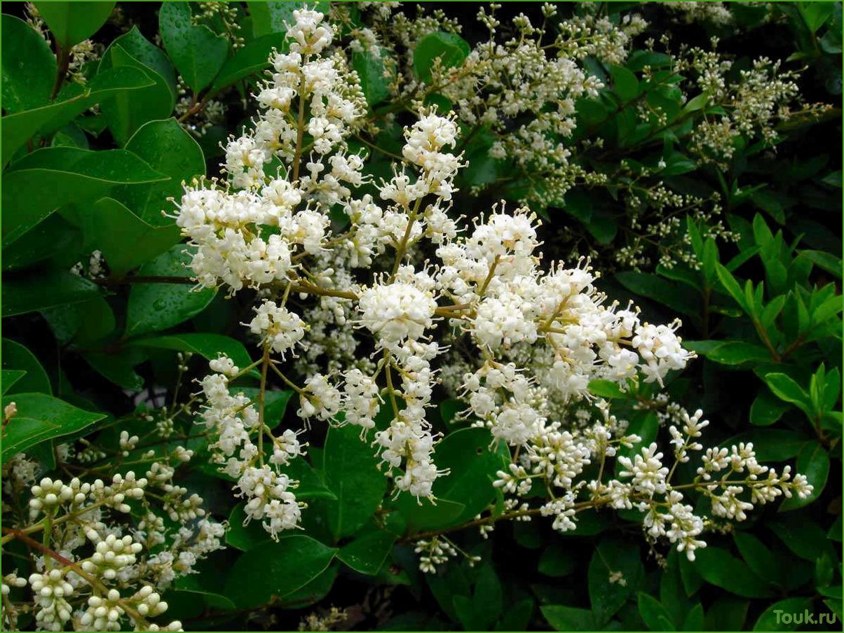 Бирючина китайская