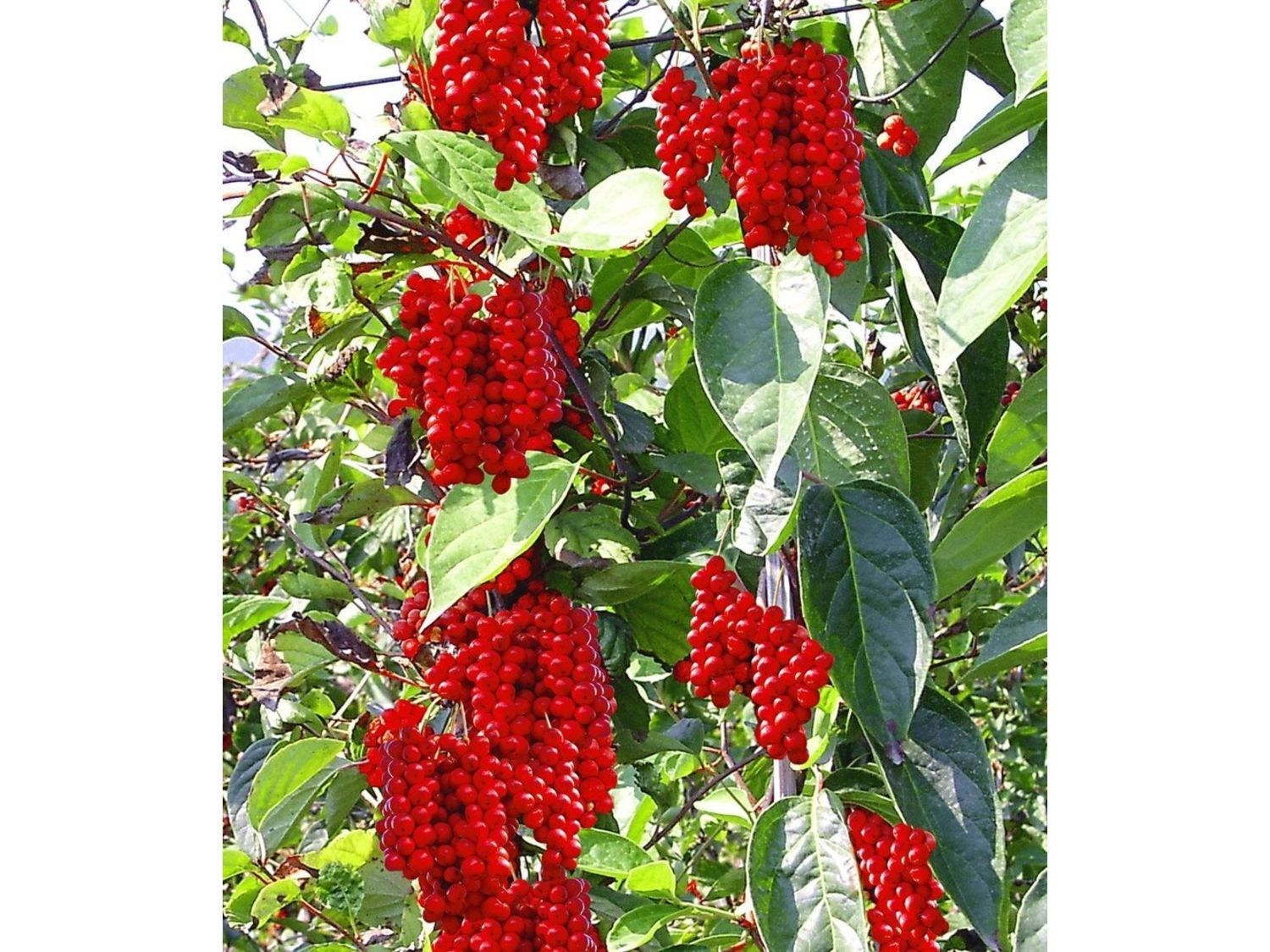 Лимонник Олтис