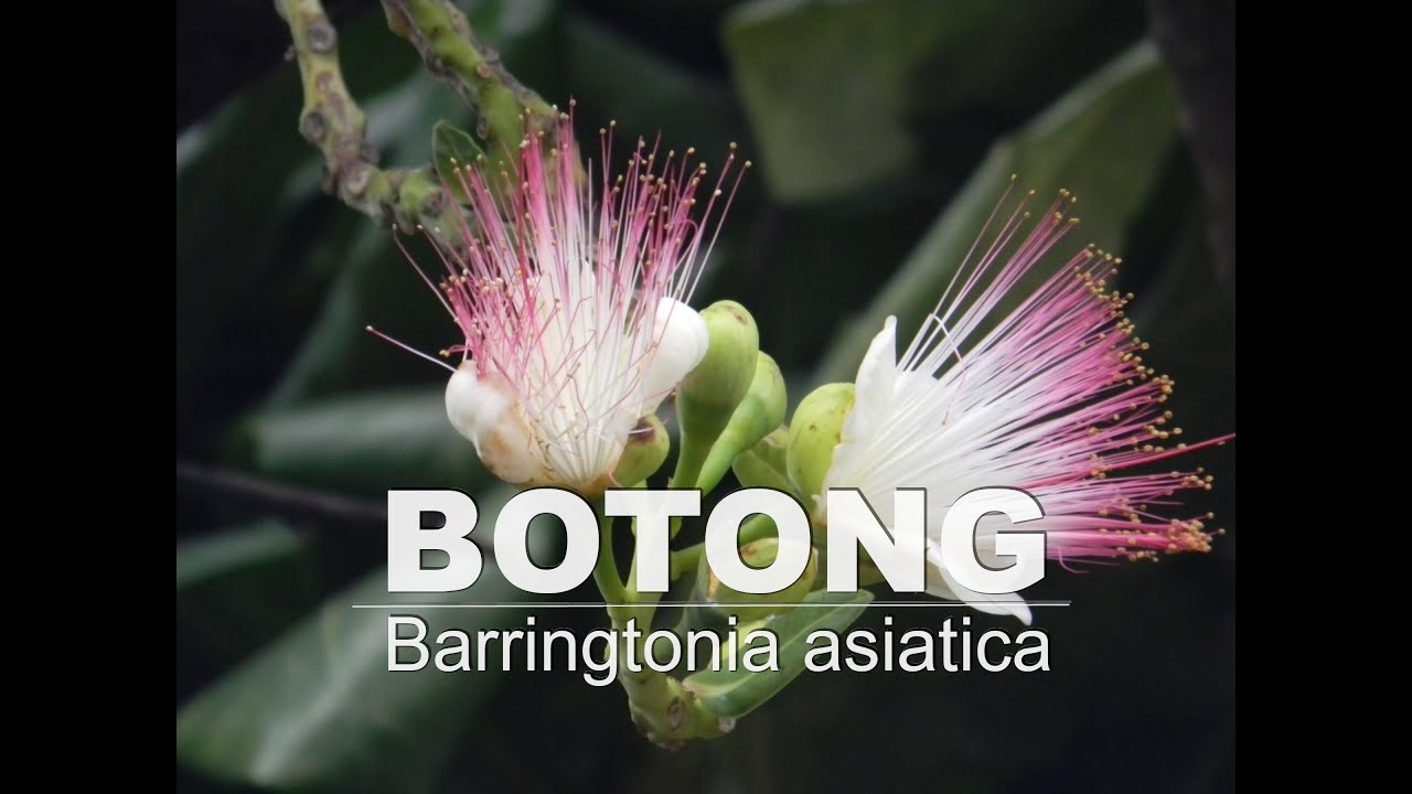Баррингтония азиатская Баррингтония азиатская
