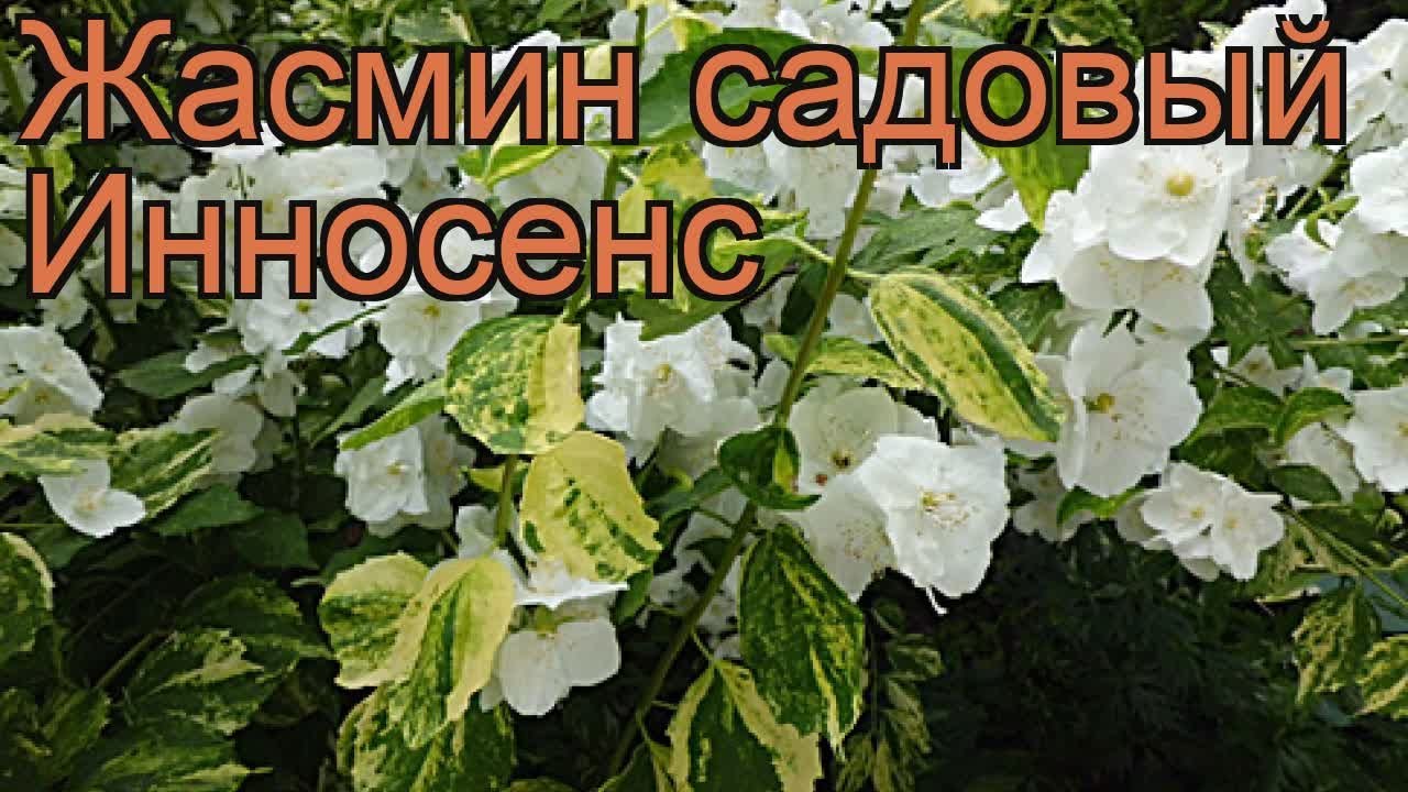 Чубушник широколистный