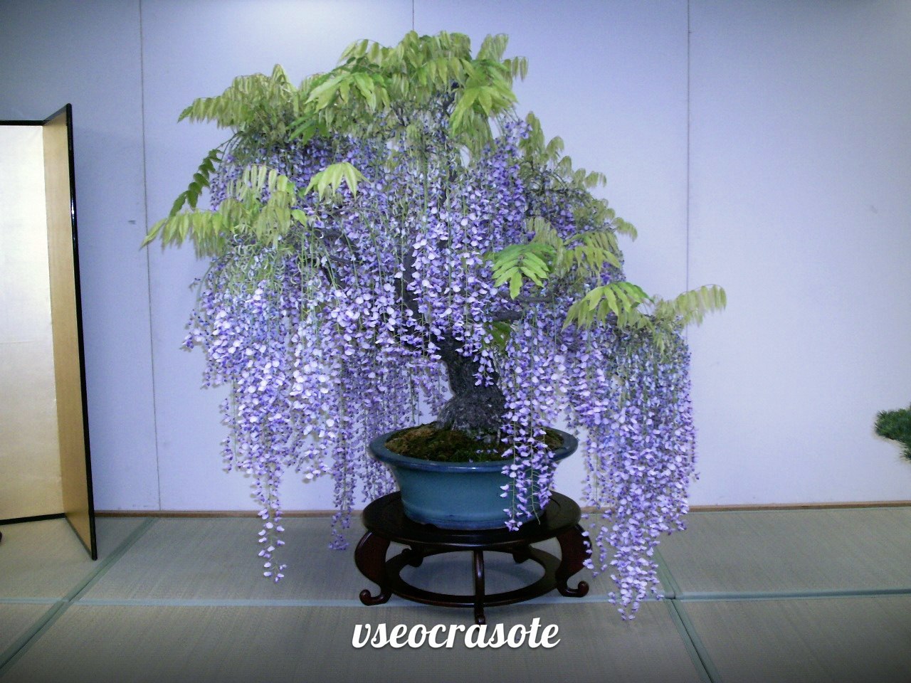 Глициния венус