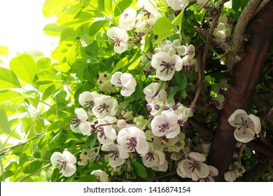 Акебия белоцветковая