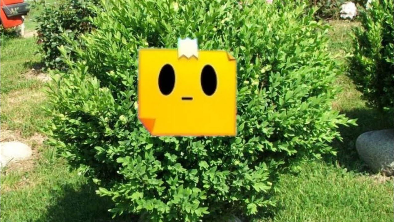 Самшит вечнозеленый