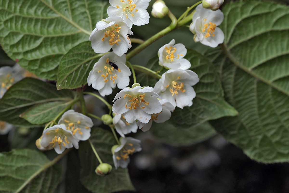 Актинидия коломикта