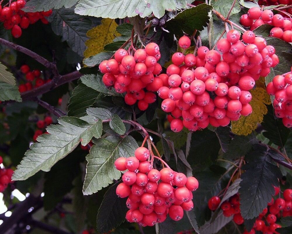 Рябина промежуточная