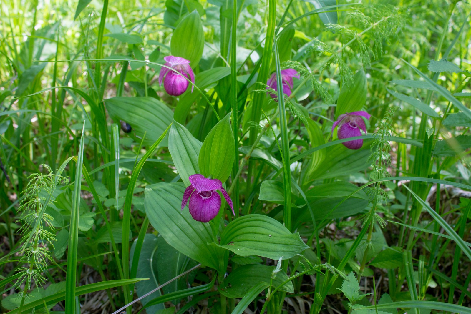 Башмачок капельный